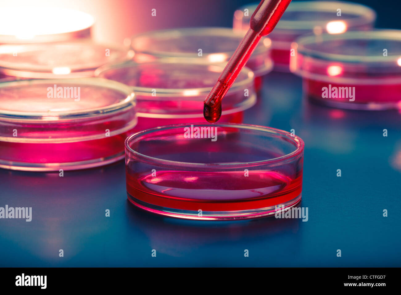 Pipette mit Tropfen Flüssigkeit und Petrischalen Stockfoto