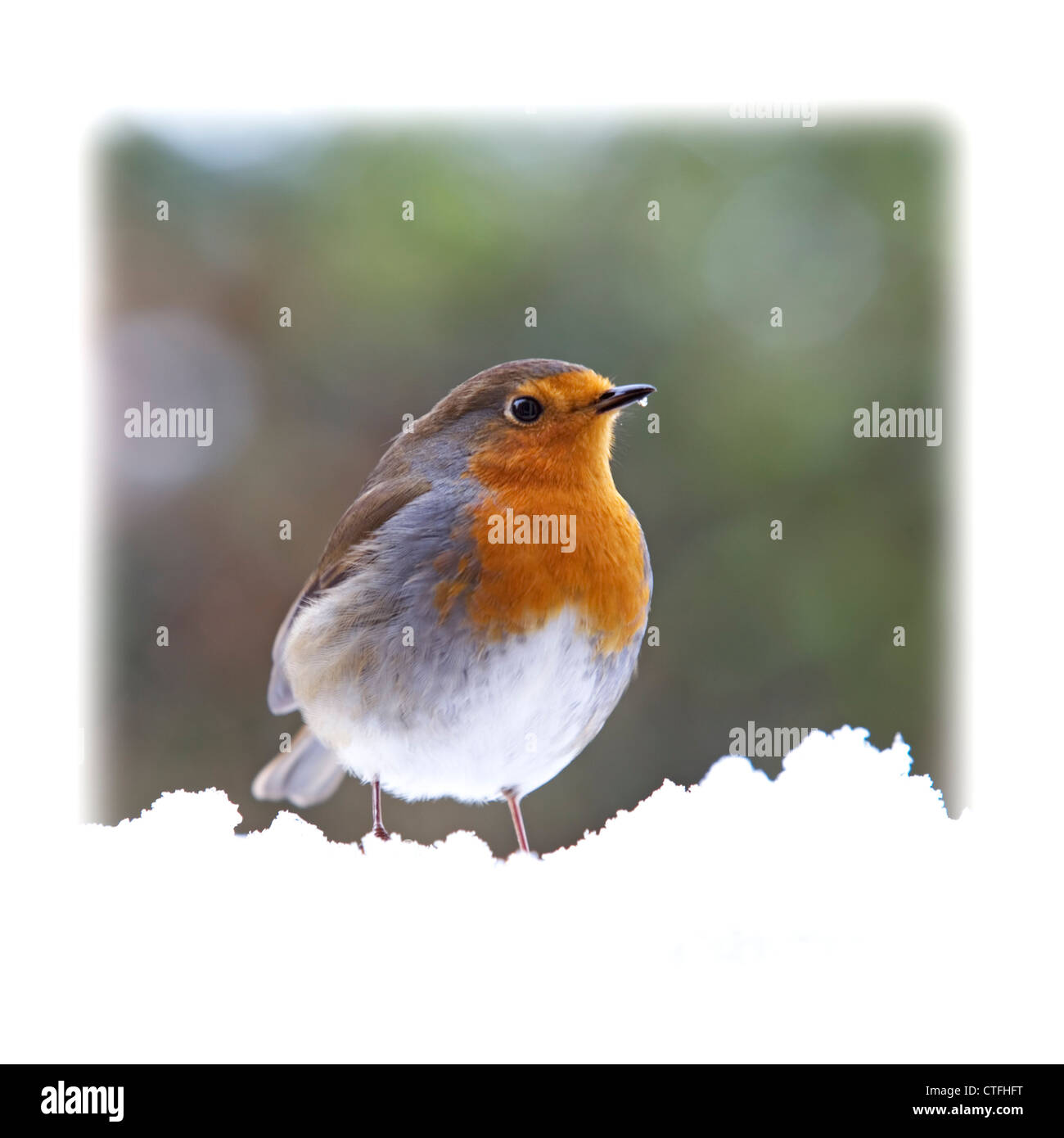 Robin thront auf schneebedeckten Log. Stockfoto