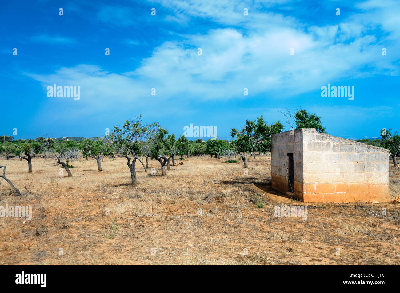 Typische spanische Olivenhain Stockfoto