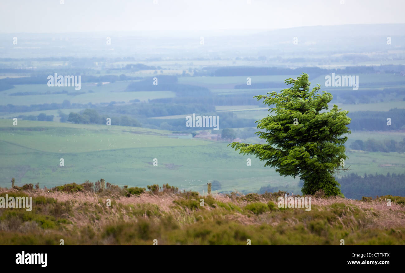 Ein Wind fegte Baum auf den Gipfeln der Simonside Hügel in der Nähe von Rothbury, Northumberland, England, UK Stockfoto