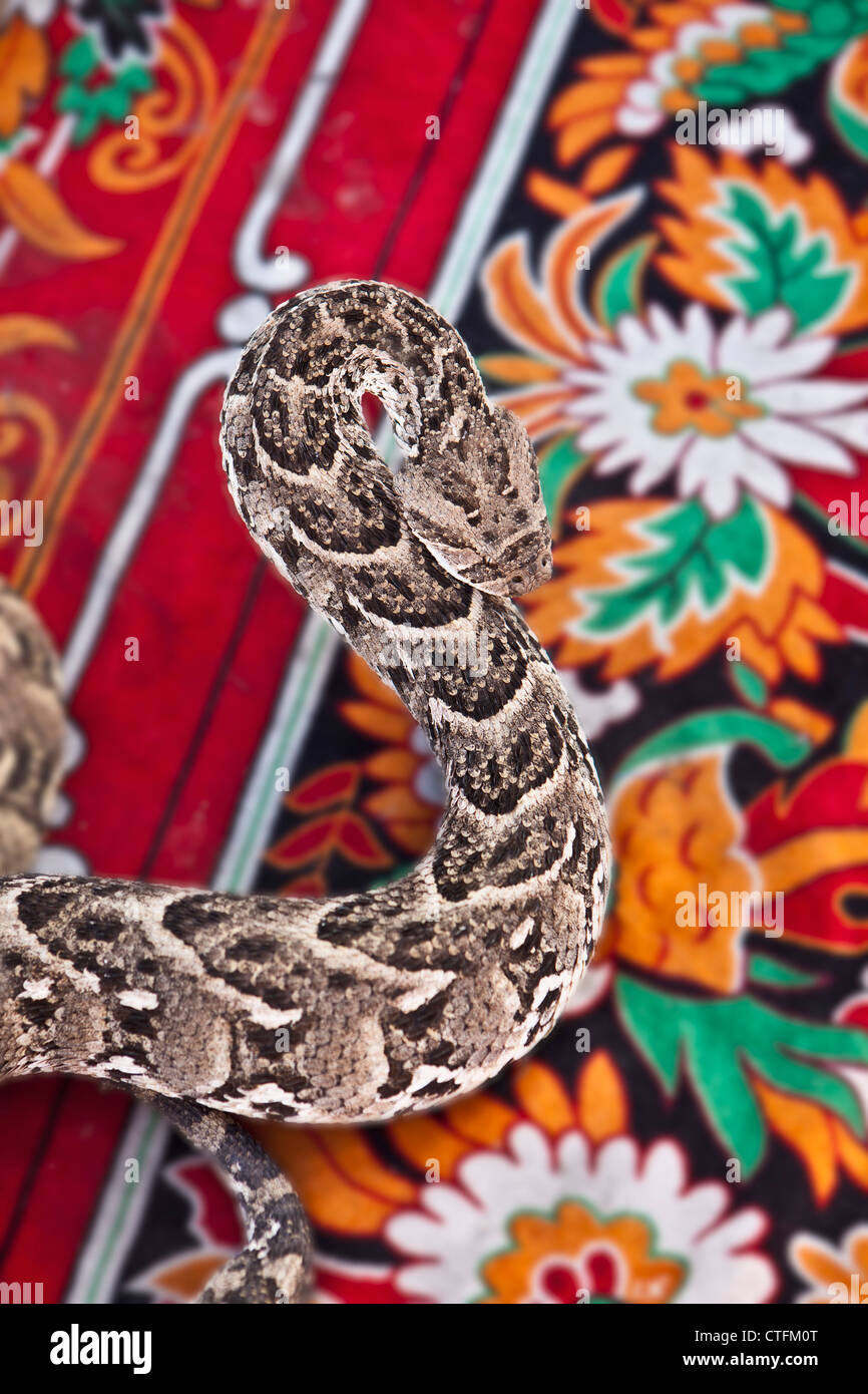 Marokko, genannt Marrakesch Platz Djemaa El Fna. Blätterteig-Addierer oder Monarub (Bitis Arietans). Stockfoto