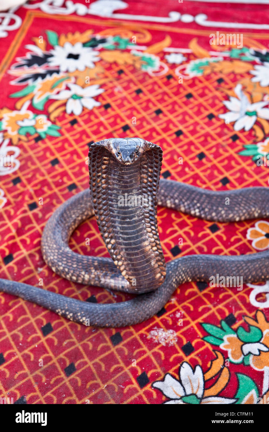 Marokko, genannt Marrakesch Platz Djemaa El Fna. Nahaufnahme der nordafrikanischen Cobra. Stockfoto