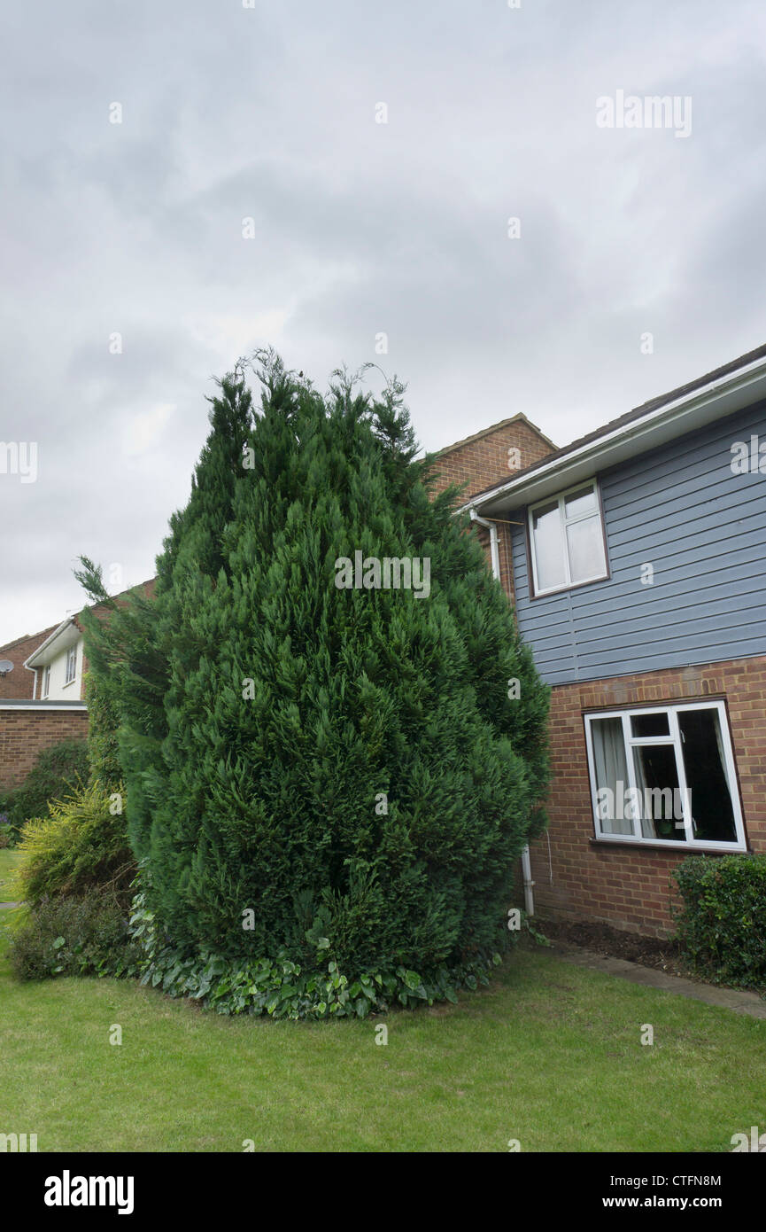 aufdringliche große Leylandii Nadelbaum Baum von einem Haus in einem Vorgarten Stockfoto