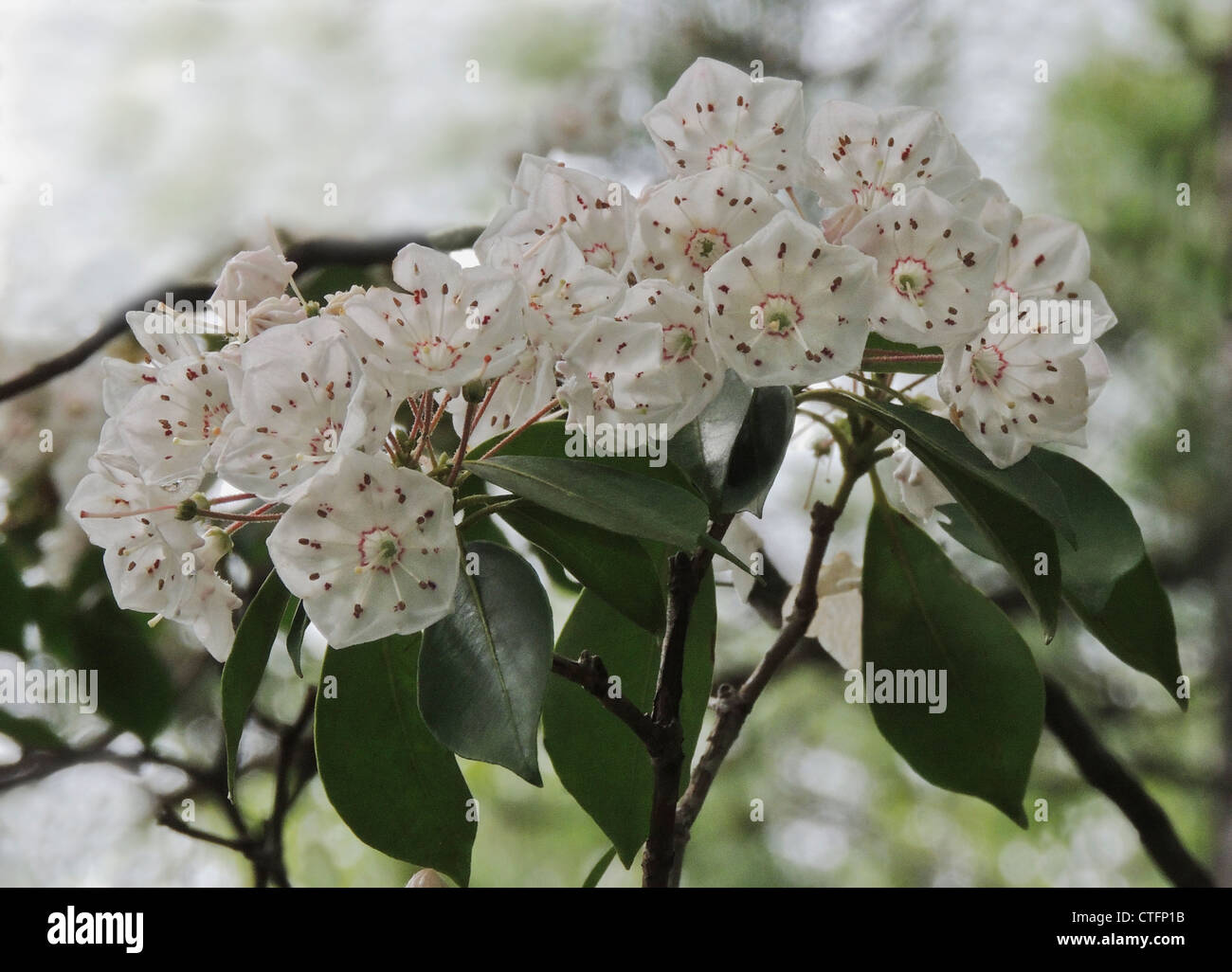 Blüte von Mountain Laurel (Kalmia Latifolia) große immergrüne Strauch zum Osten der Vereinigten Staaten Stockfoto