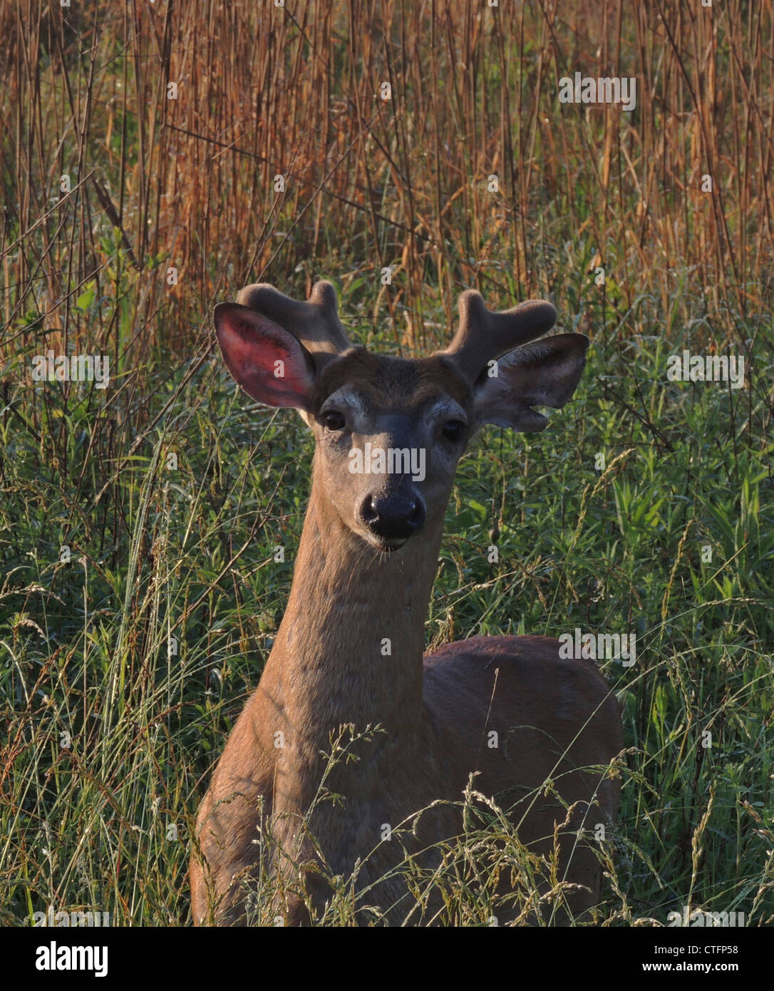 White-tailed Buck (Odocoileus Virginianus) mit Geweih in samt; Cades Cove, Smoky Mountains Tennessee Stockfoto