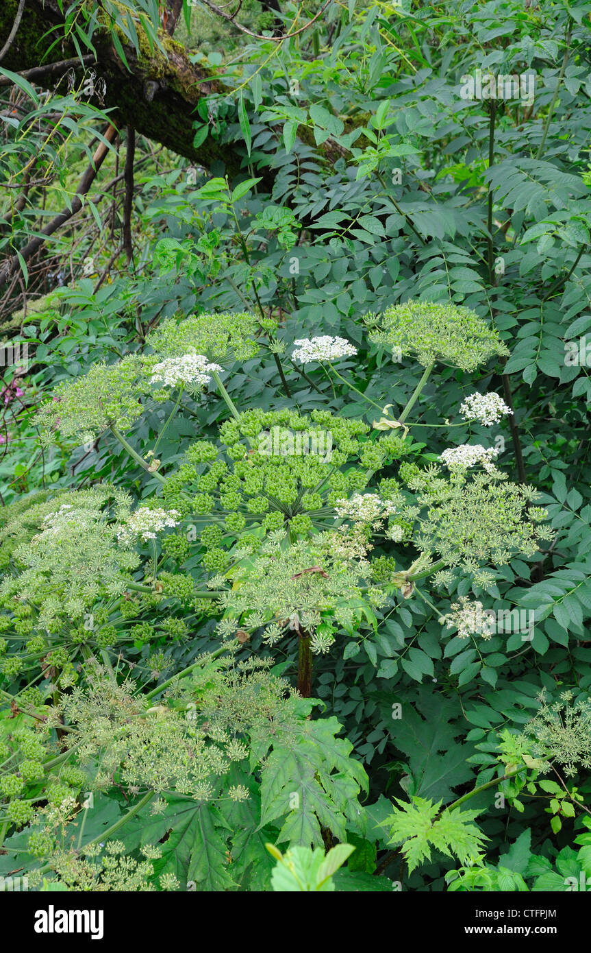 Riesenbärenklau Heracleum mantegazzianum in Großbritannien, Europa wächst Stockfoto