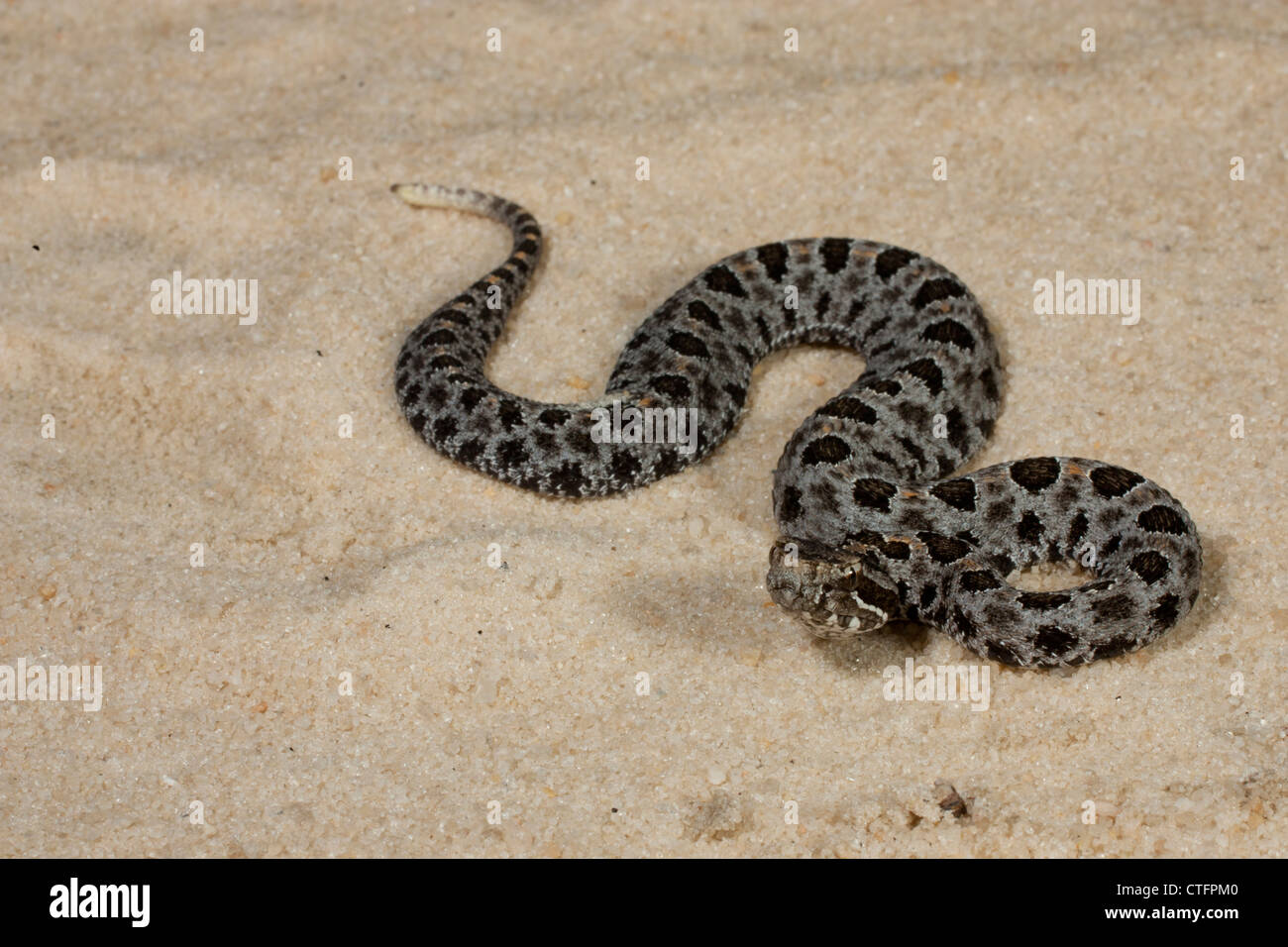 Altrosa pygmy Rattlesnake (Sistrurus Miliarius Barbouri) am Sandweg Stockfoto