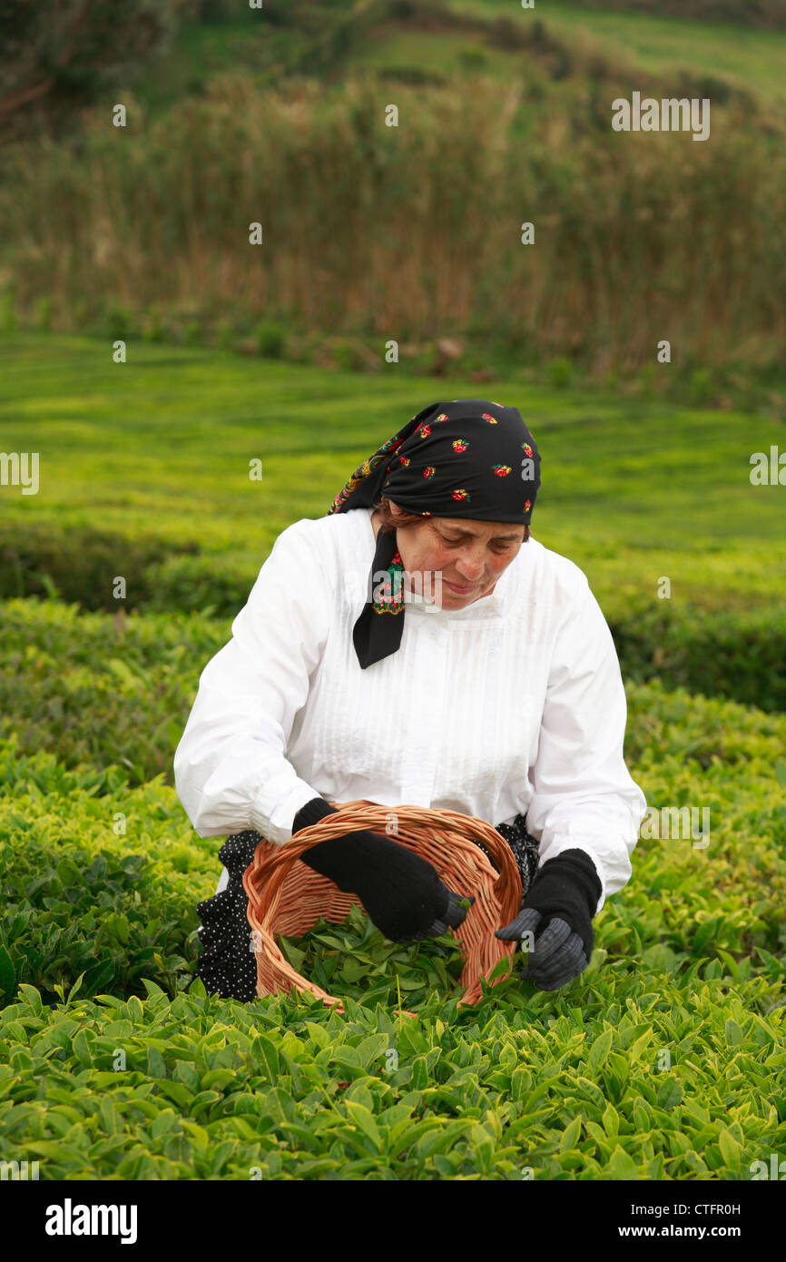 Ältere Frau Kommissionierung Tee Blätter in Porto Formoso Teegärten. Insel Sao Miguel, Azoren, Portugal. Stockfoto