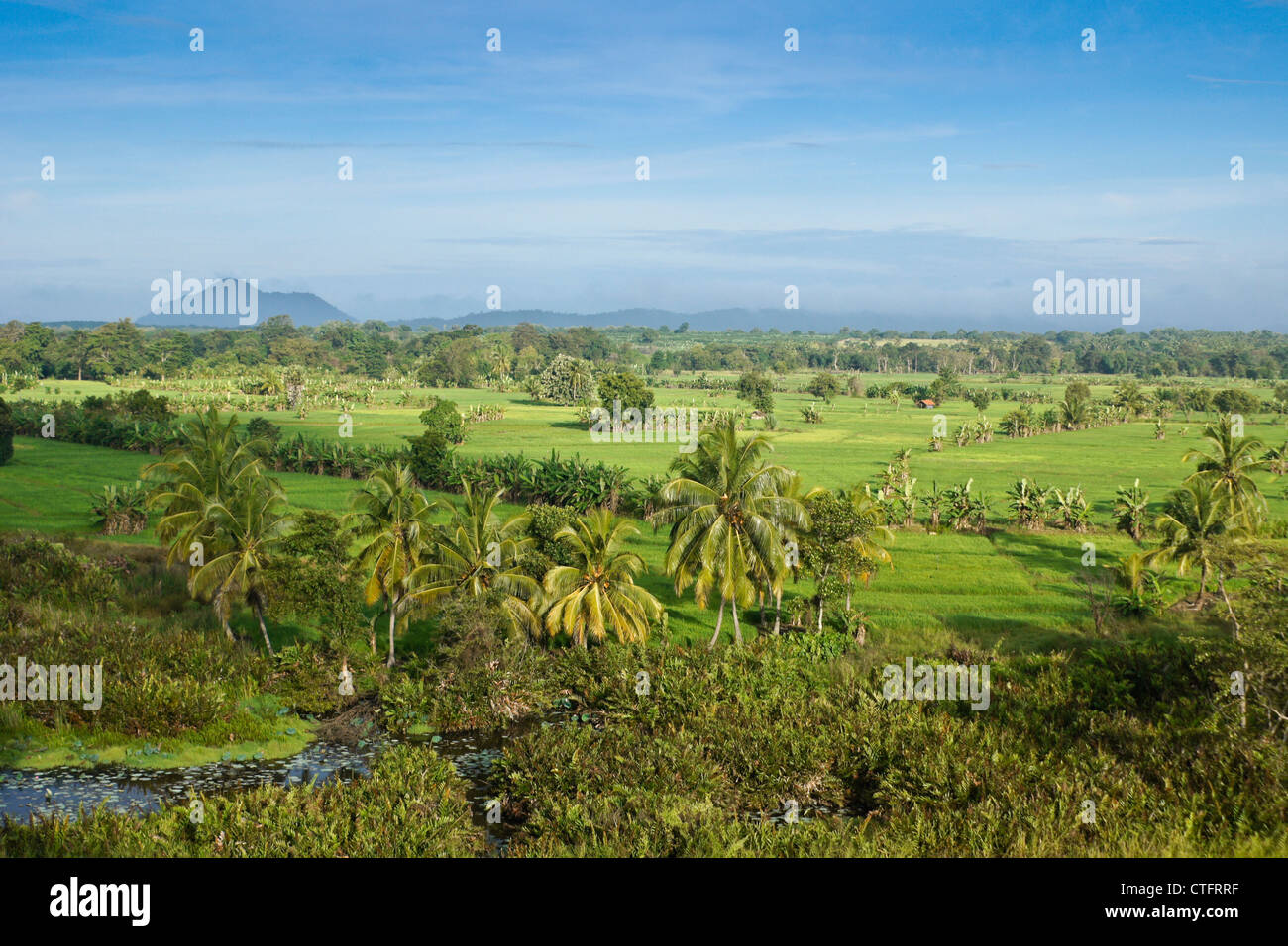 Reisfelder und Kokospalmen, Sri Lanka Stockfoto