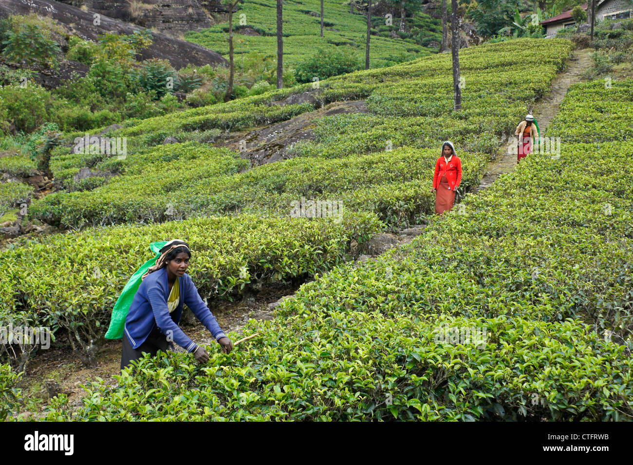 Tamilische Frauen zupfen Teeblätter, Nuwara Eliya, Hill Country, Sri Lanka Stockfoto