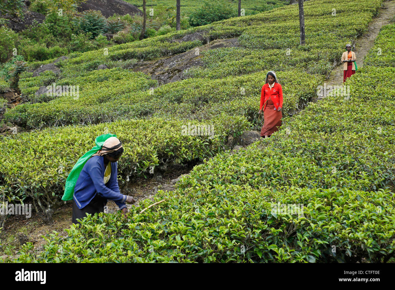 Tamilische Frauen zupfen Teeblätter, Nuwara Eliya, Hill Country, Sri Lanka Stockfoto