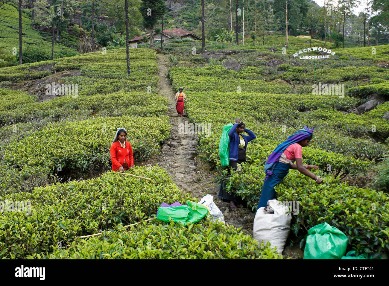 Tamilische Frauen zupfen Teeblätter, Nuwara Eliya, Hill Country, Sri Lanka Stockfoto