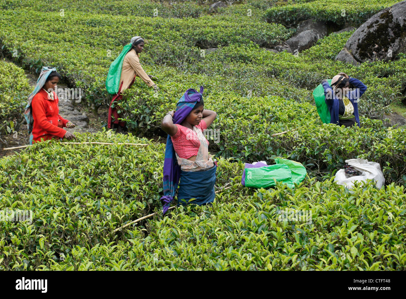 Tamilische Frauen zupfen Teeblätter, Nuwara Eliya, Hill Country, Sri Lanka Stockfoto