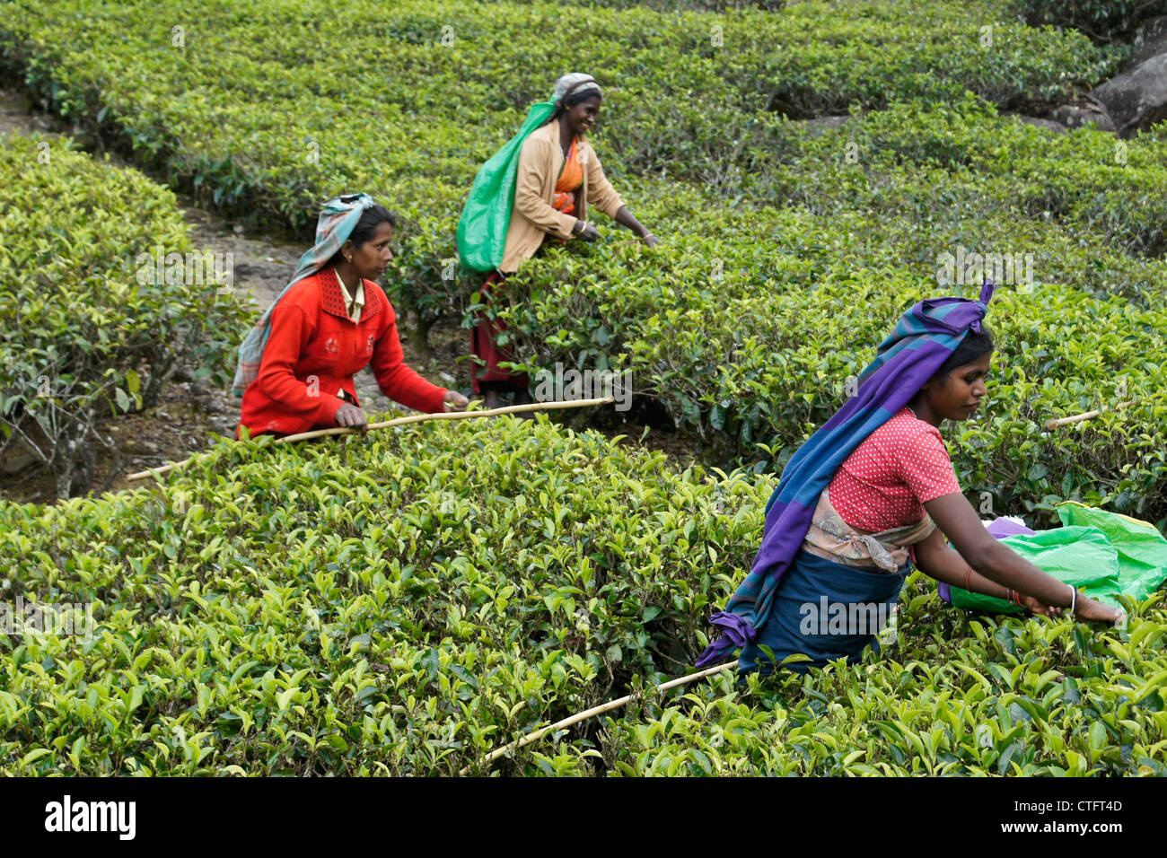 Tamilische Frauen zupfen Teeblätter, Nuwara Eliya, Hill Country, Sri Lanka Stockfoto