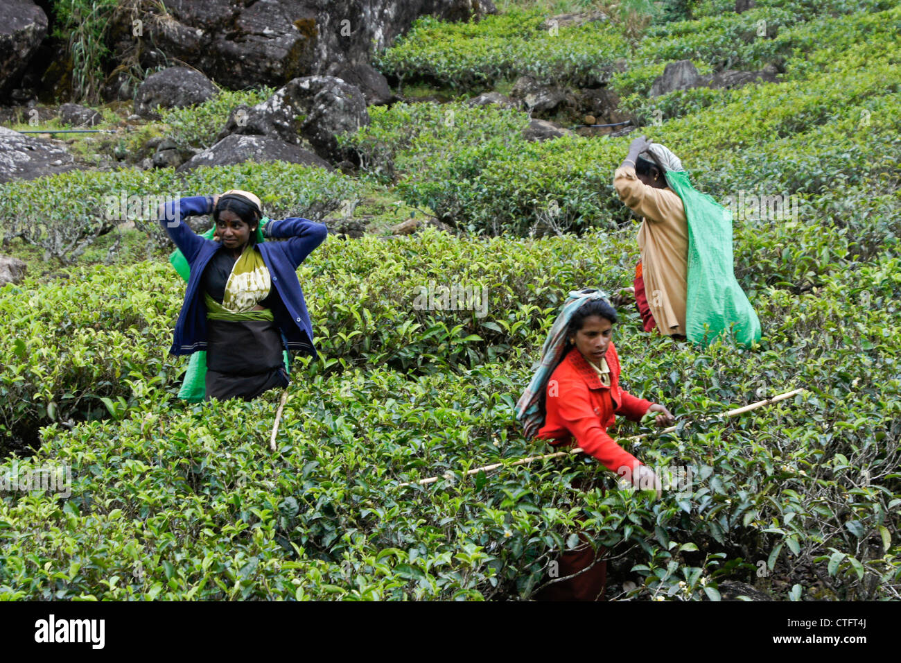 Tamilische Frauen zupfen Teeblätter, Nuwara Eliya, Hill Country, Sri Lanka Stockfoto