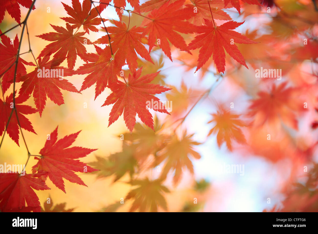 Herbstliche Ahornblätter Hintergrund Stockfoto