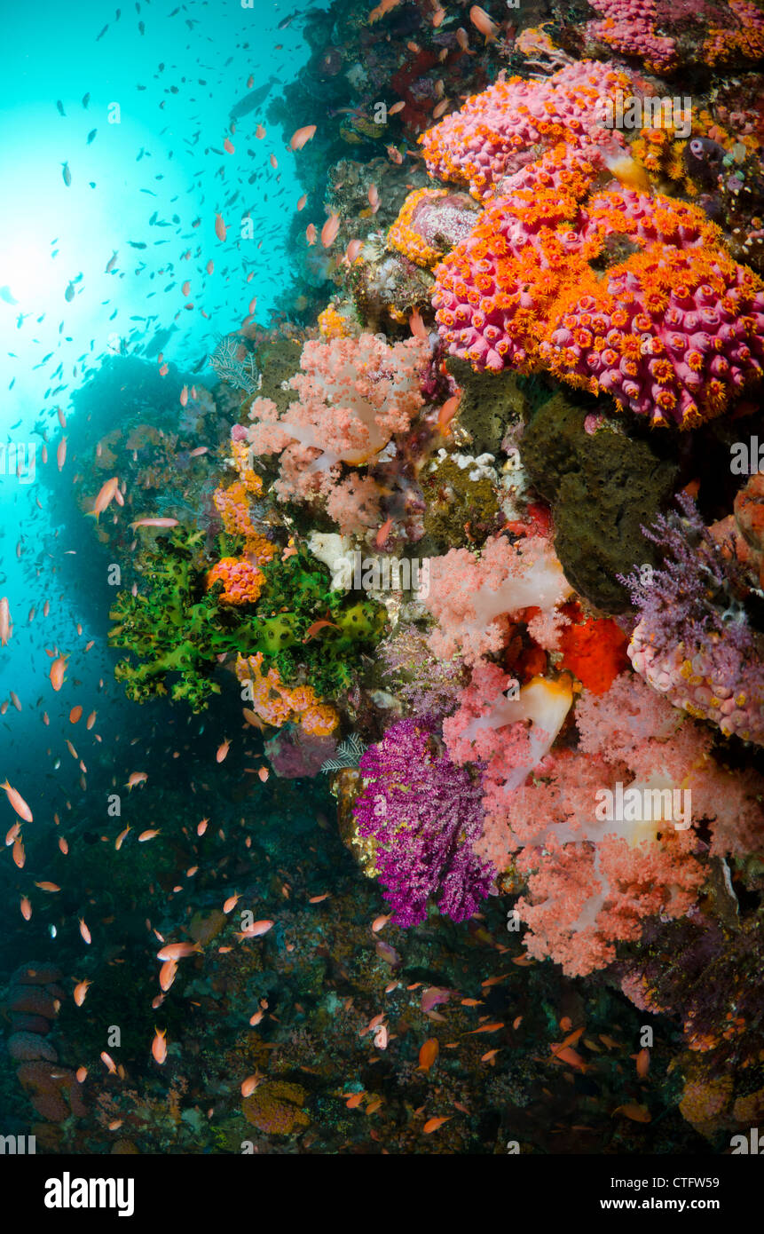 Korallenriff-Szene, Komodo National Park, Indonesien Stockfoto
