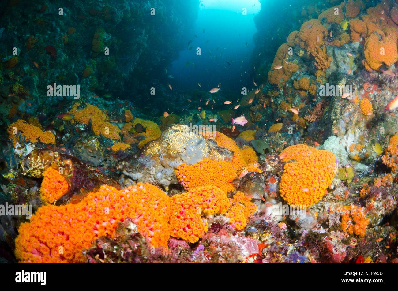Korallenriff-Szene, Komodo National Park, Indonesien Stockfoto