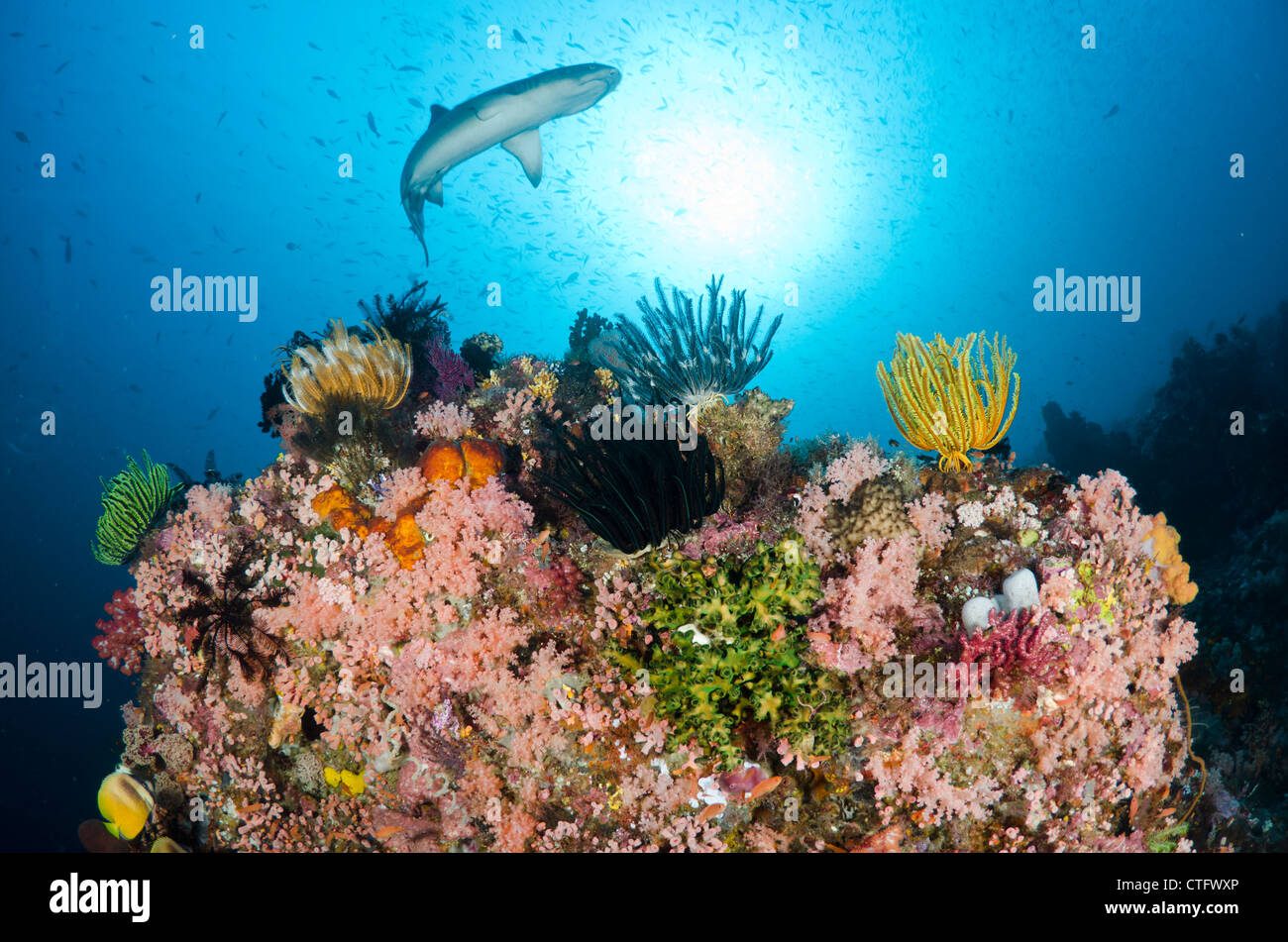 Korallenriff-Szene, Komodo National Park, Indonesien Stockfoto