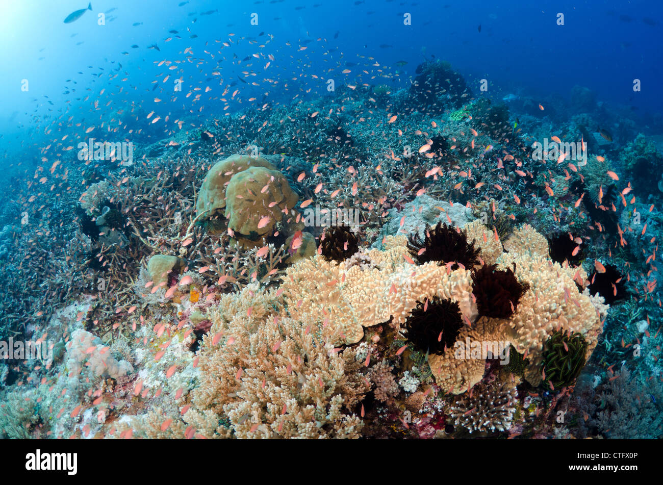 Korallenriff-Szene, Komodo National Park, Indonesien Stockfoto