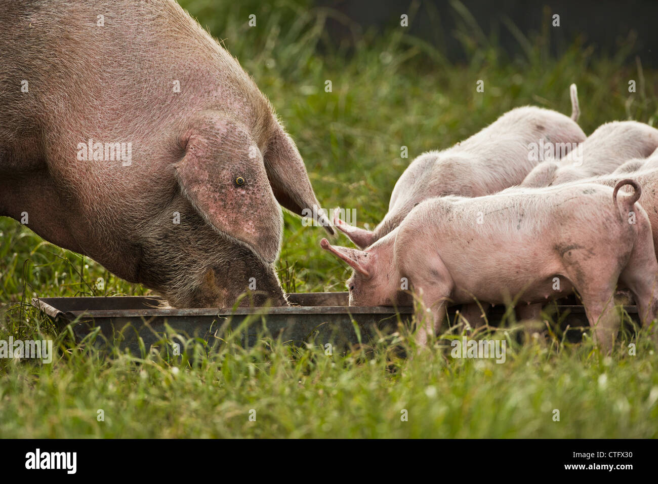 Die Niederlande, Kortenhoef, Schweine. Sau und Ferkel. Stockfoto