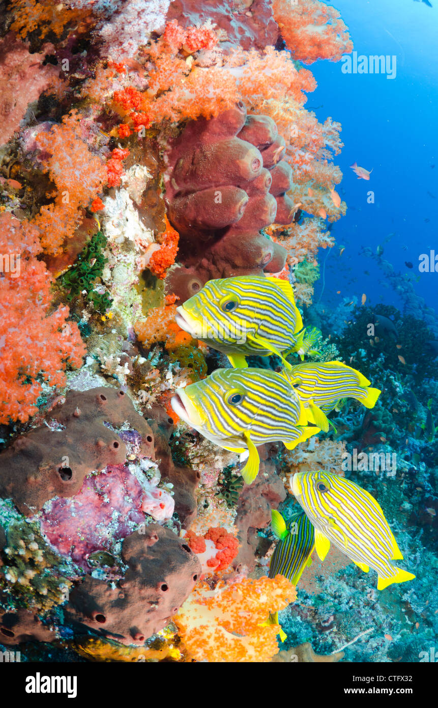 Korallenriff-Szene, Komodo National Park, Indonesien Stockfoto