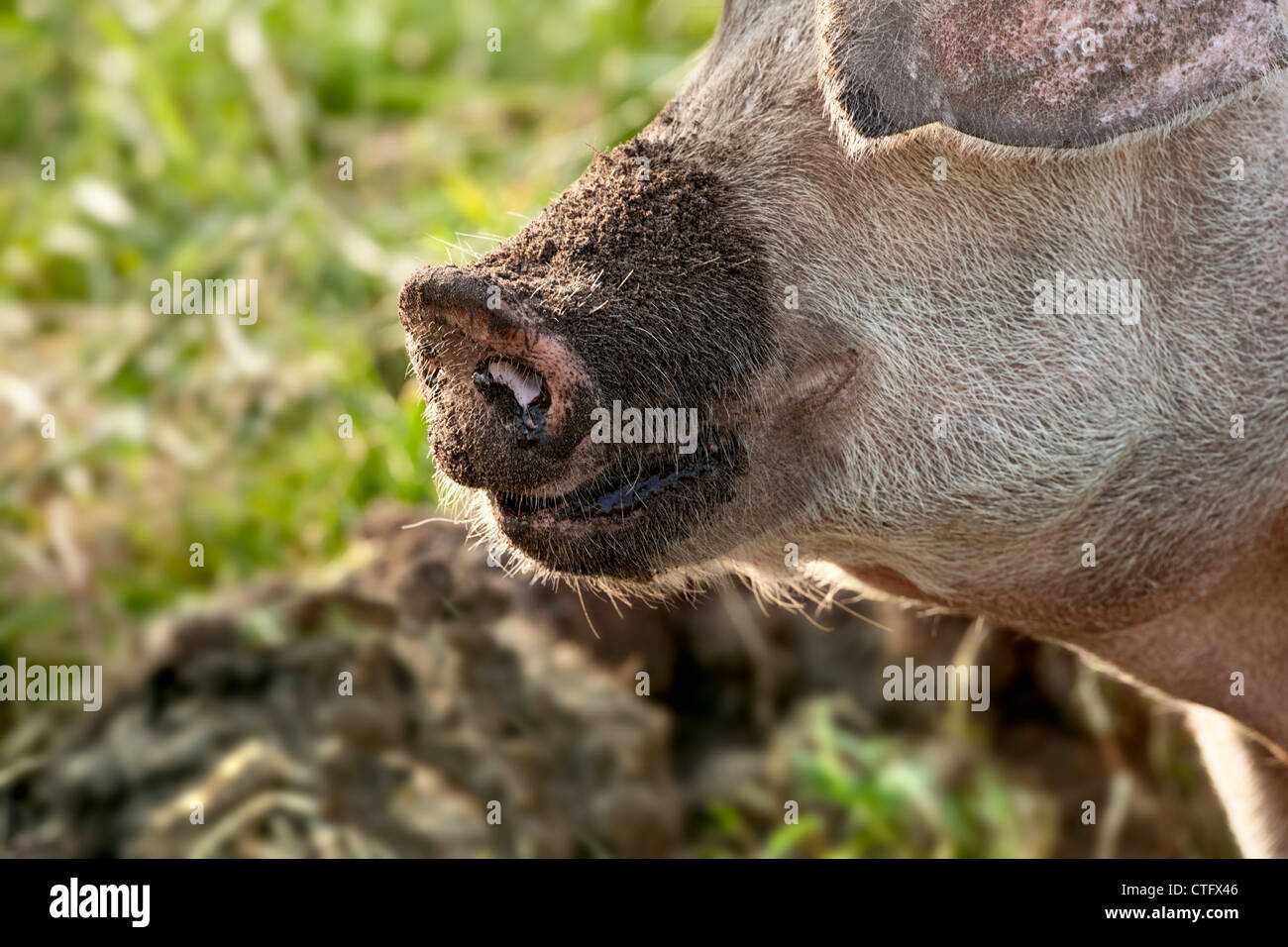 Die Niederlande, Kortenhoef, Schweine. Zu säen. Stockfoto