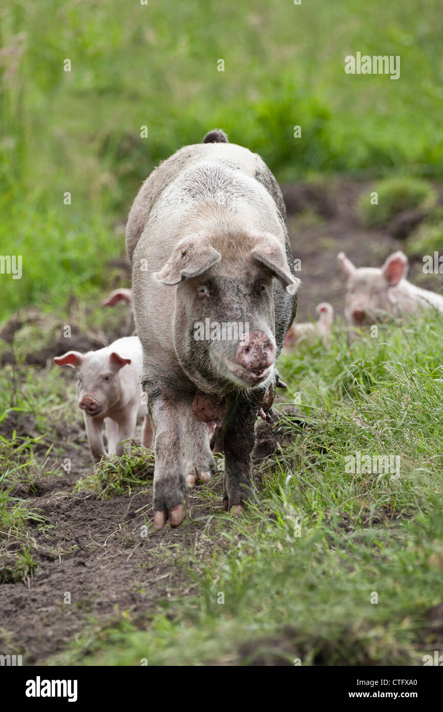 Die Niederlande, Kortenhoef, Schweine. Sau und Ferkel. Stockfoto