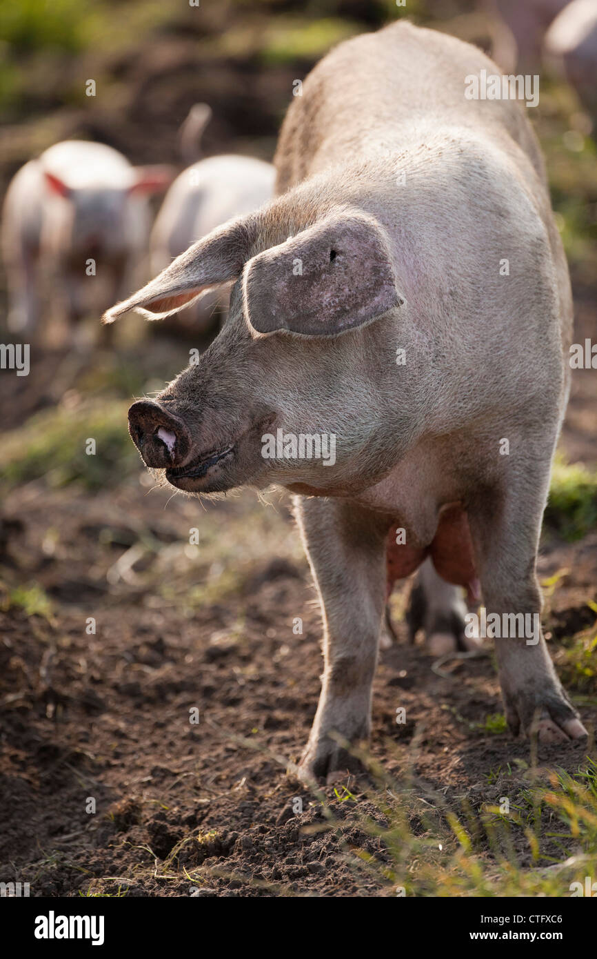 Die Niederlande, Kortenhoef, Schweine. Sau und Ferkel. Stockfoto