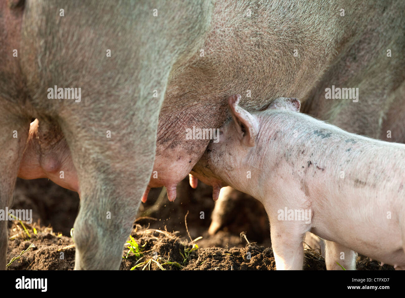 Die Niederlande, Kortenhoef, Schweine. Sau und Ferkel. Stockfoto