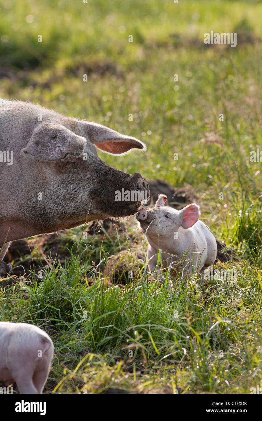 Die Niederlande, Kortenhoef, Schweine. Sau und Ferkel. Stockfoto