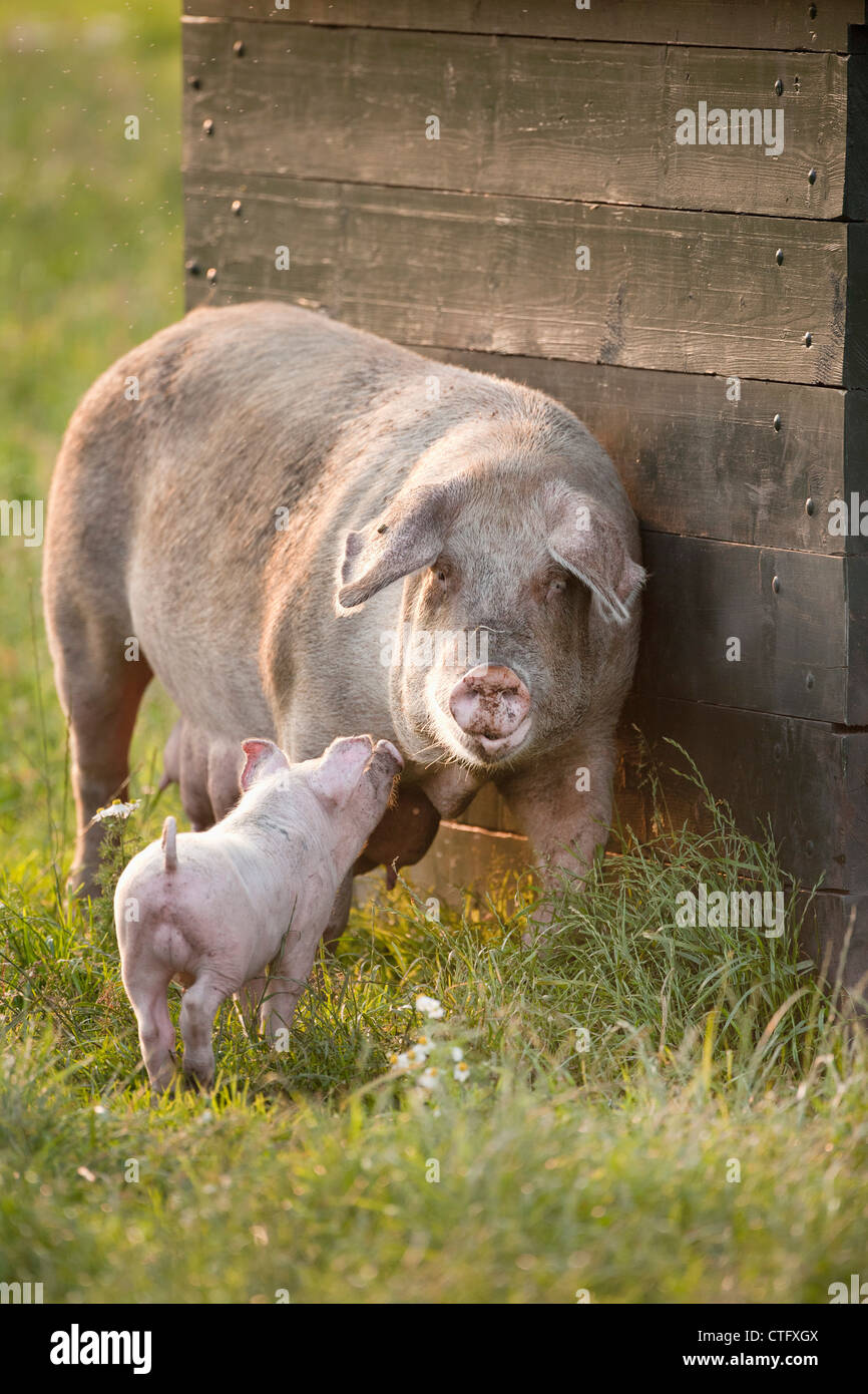 Die Niederlande, Kortenhoef, Schweine. Sau und Ferkel. Stockfoto