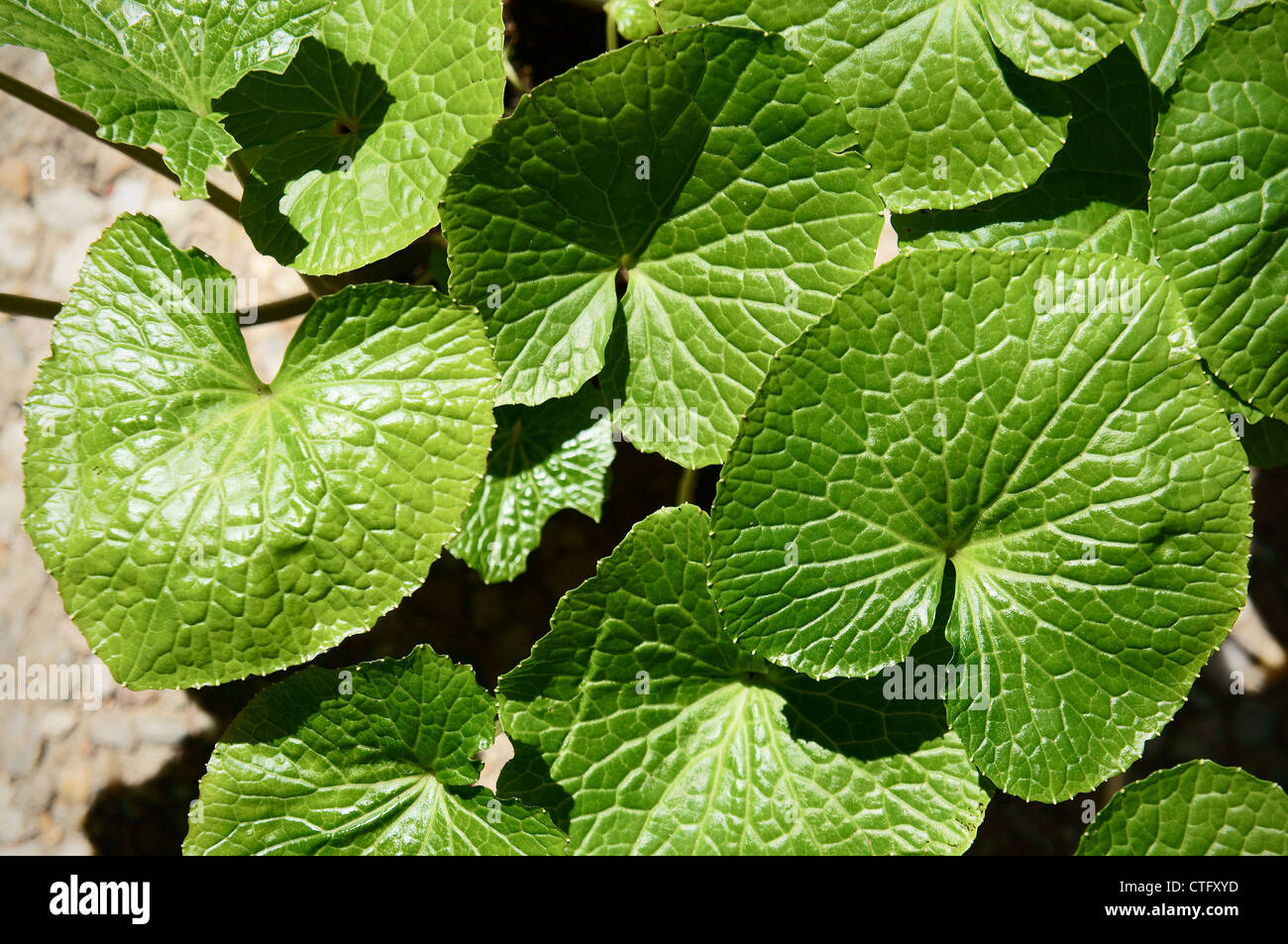 Wasabi, Wasabia japonica Stockfoto