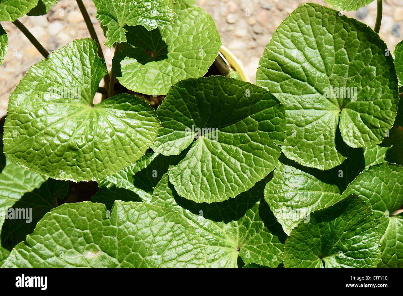 Wasabi, Wasabia japonica Stockfoto