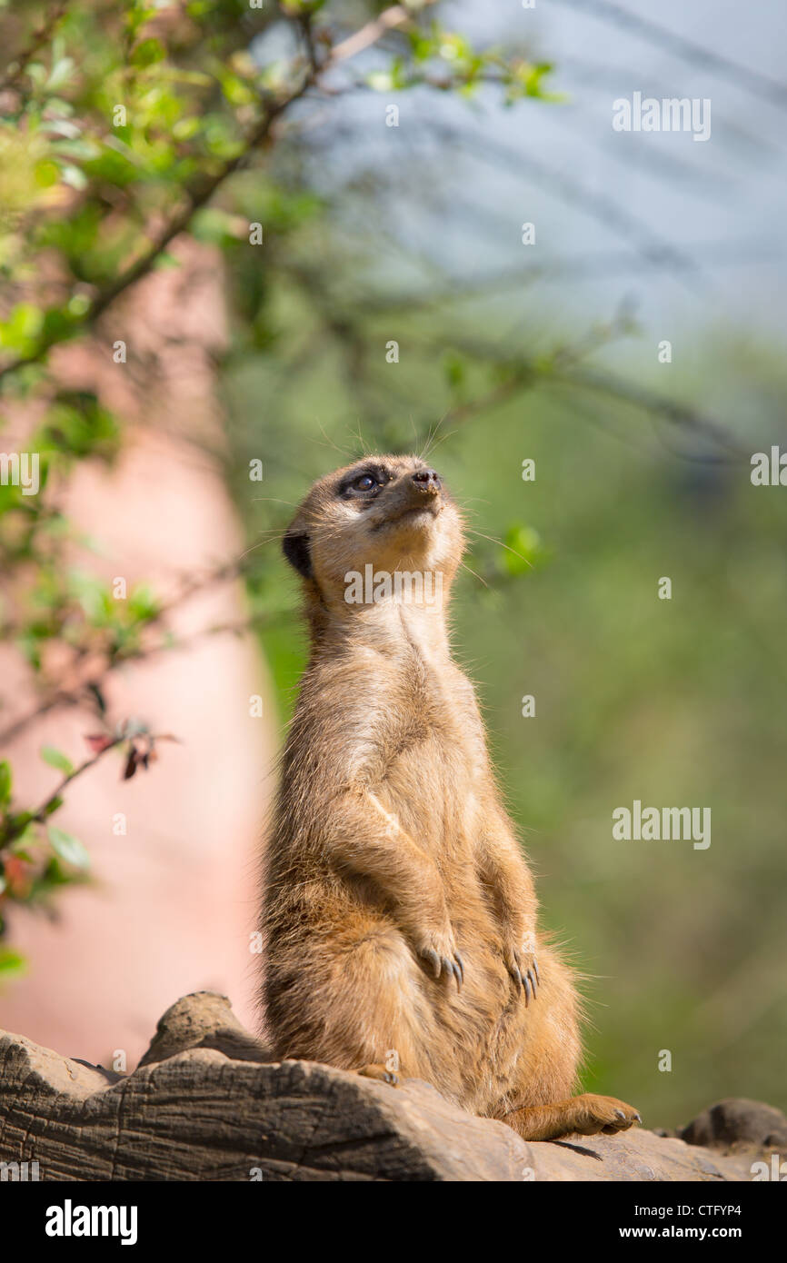 Erdmännchen beobachten den blauen Himmel Stockfoto