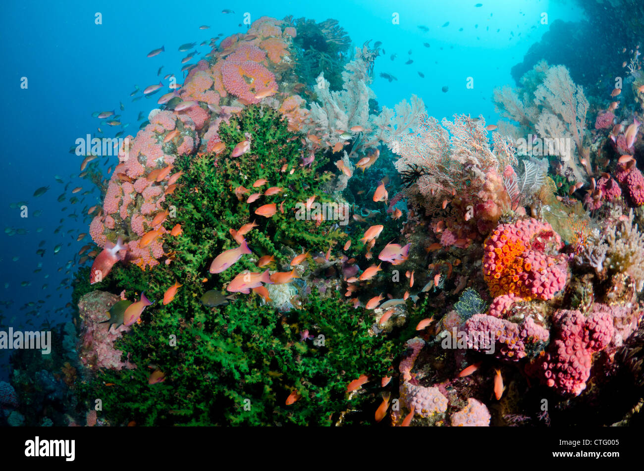 Korallenriff-Szene, Komodo National Park, Indonesien Stockfoto