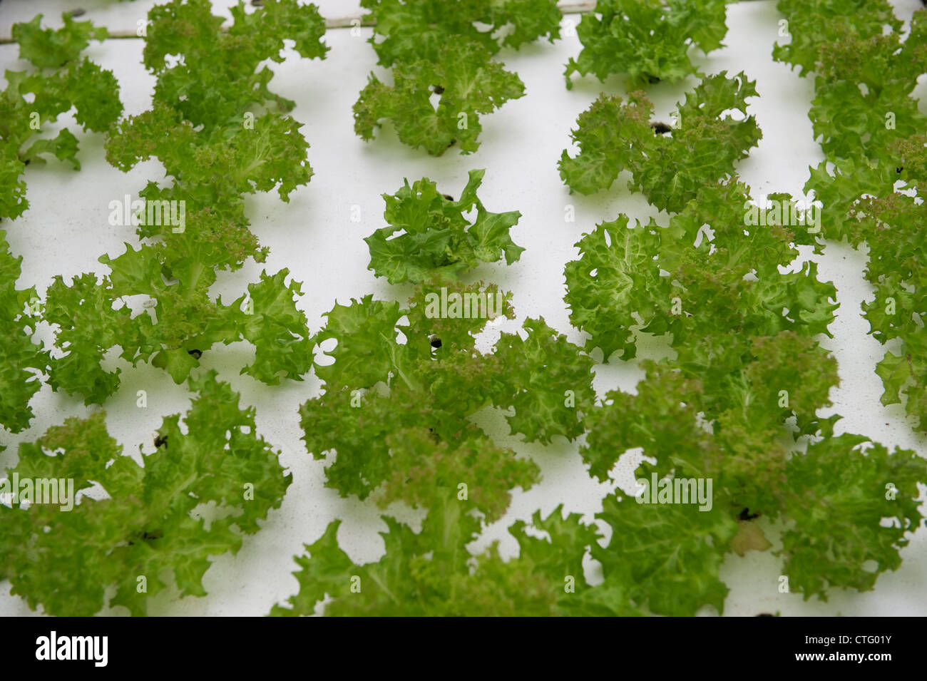 Blattsalate mit nahrhafte Flüssigkeit in China gewachsen. Stockfoto