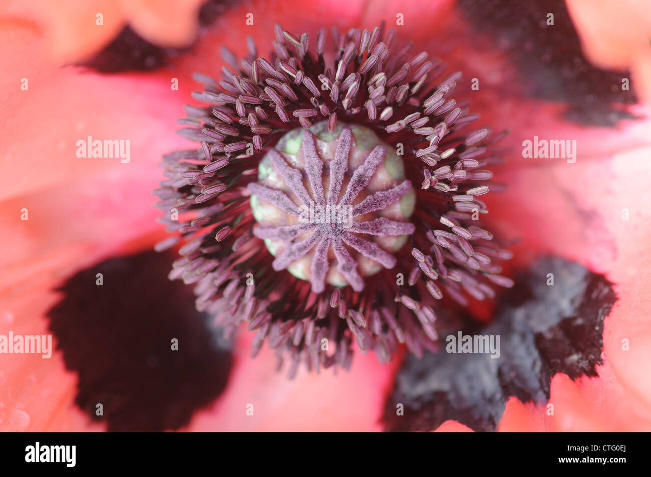 Detail der Samen Leiter einer Lachs rosa orientalische Mohn Blume Papaver orientalische Stockfoto