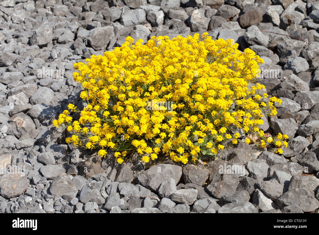 Korb mit Gold, Aurinia Inselbogens, Brassicaceae, Botanischer Garten, Düsseldorf, Nordrhein-Westfalen, Deutschland Stockfoto