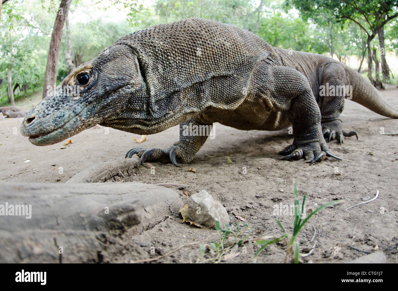 Komodo-Waran, Rinca Insel Komodo Nationalpark, Indonesien Stockfoto