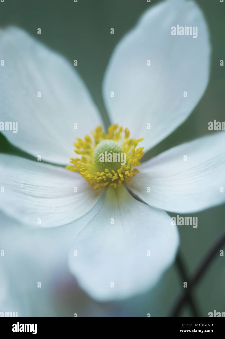 Anemone Japonica, Anemone, japanische anemone Stockfoto