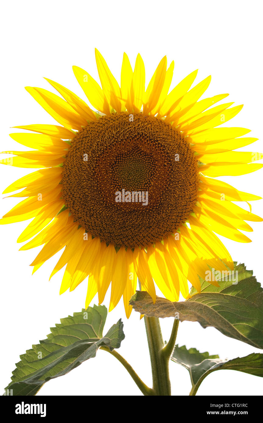 Sonnenblume isoliert auf weißem Hintergrund Stockfoto
