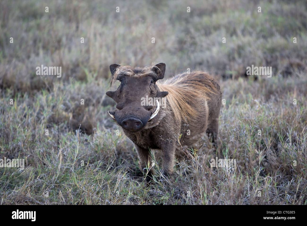 Afrikanische Wildschwein in Tansania Stockfoto
