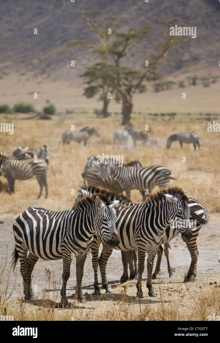 Herde Zebras in Tansania Stockfoto