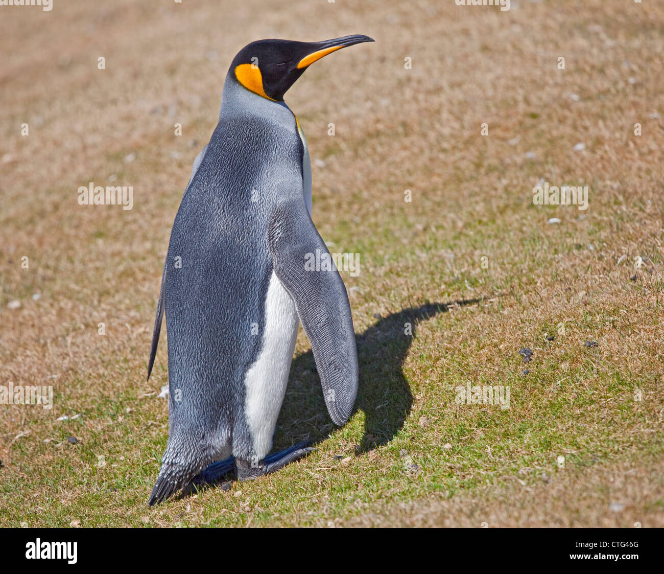 Königspinguin (Aptenodytes Patagonicus), Saunders Island, den Falkland-Inseln Stockfoto