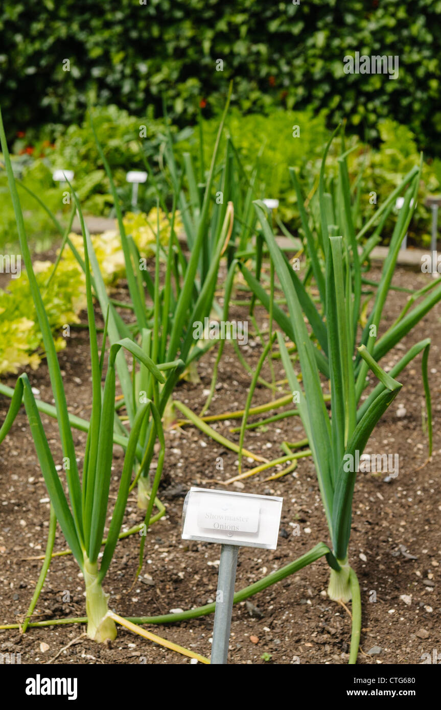 Zwiebeln in einem Gemüsegarten wachsen Stockfoto