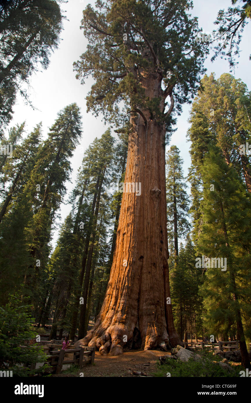 Sequoia Nationalpark, Kalifornien - der General Sherman Tree im Sequoia National Park, der weltweit größten lebenden Baum. Stockfoto