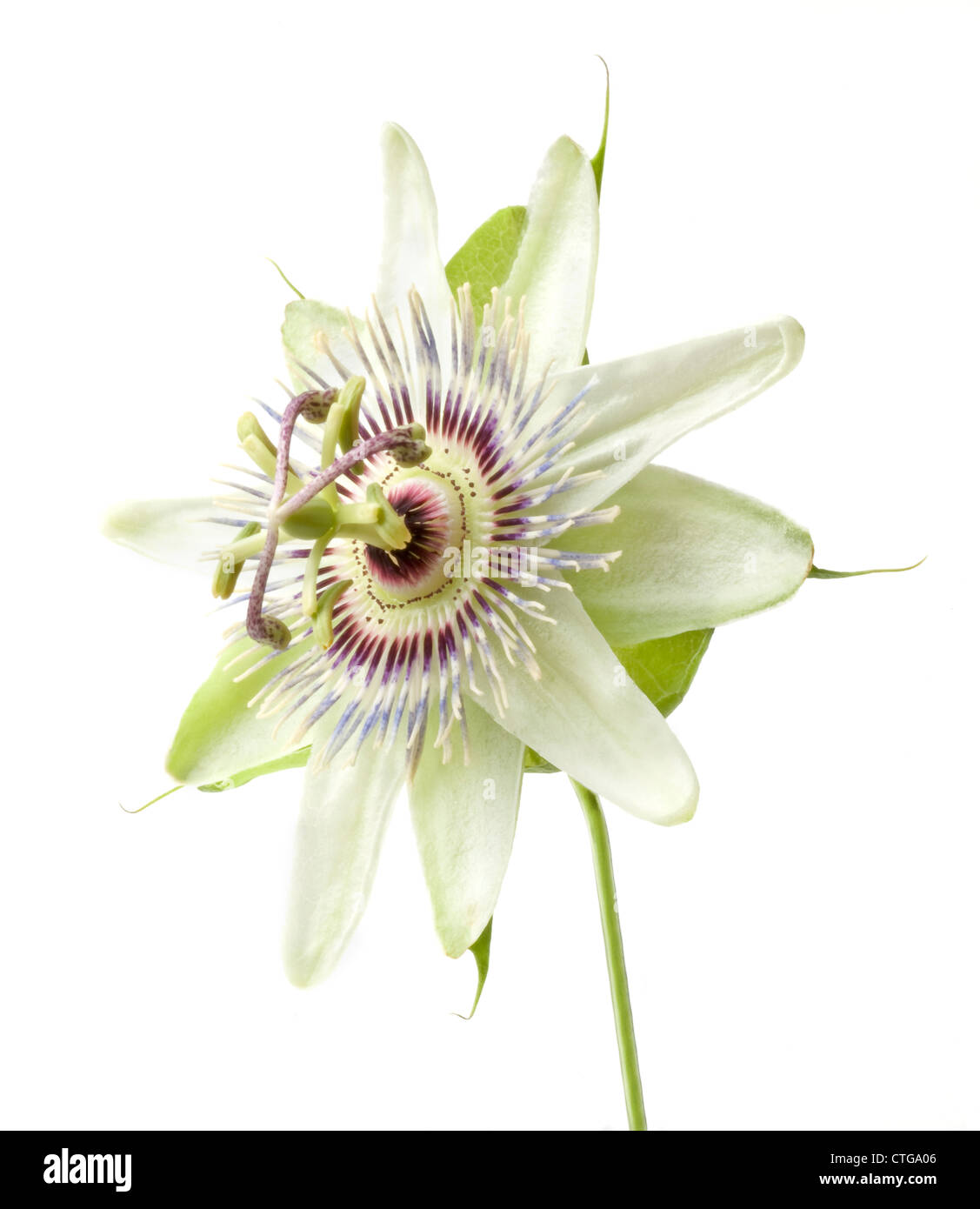 Passiflora Caerulea, Passionsblume, einzelne weiße und violette Blume vor einem weißen Hintergrund. Stockfoto