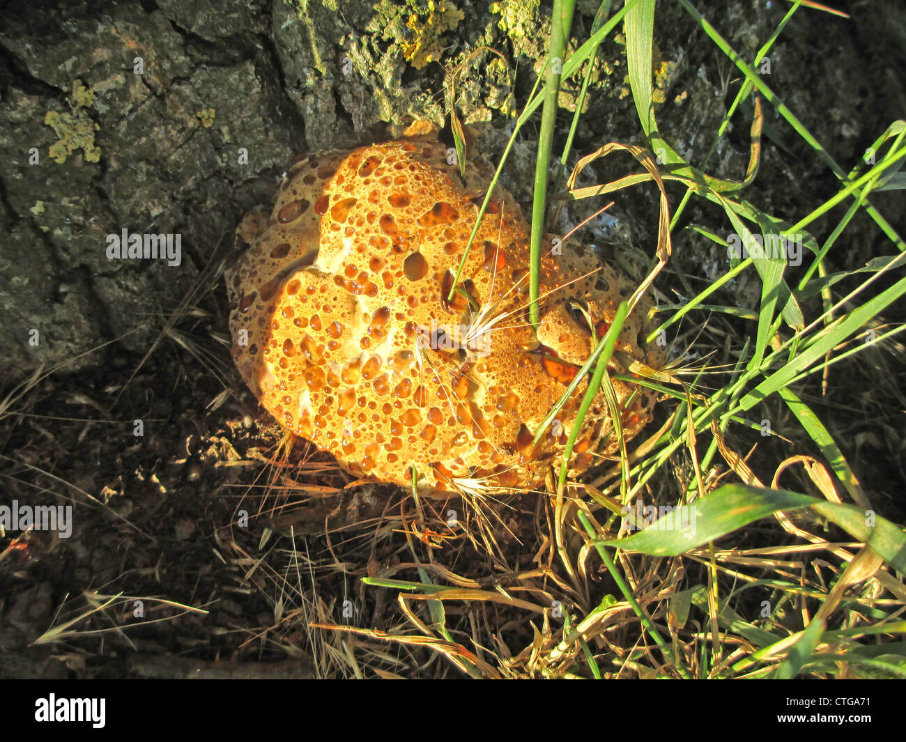 Eiche-Halterung Pilz - Inonotus Dryadeus - auf Basis des einen eine Eiche im Juli. Foto Tony Gale Stockfoto