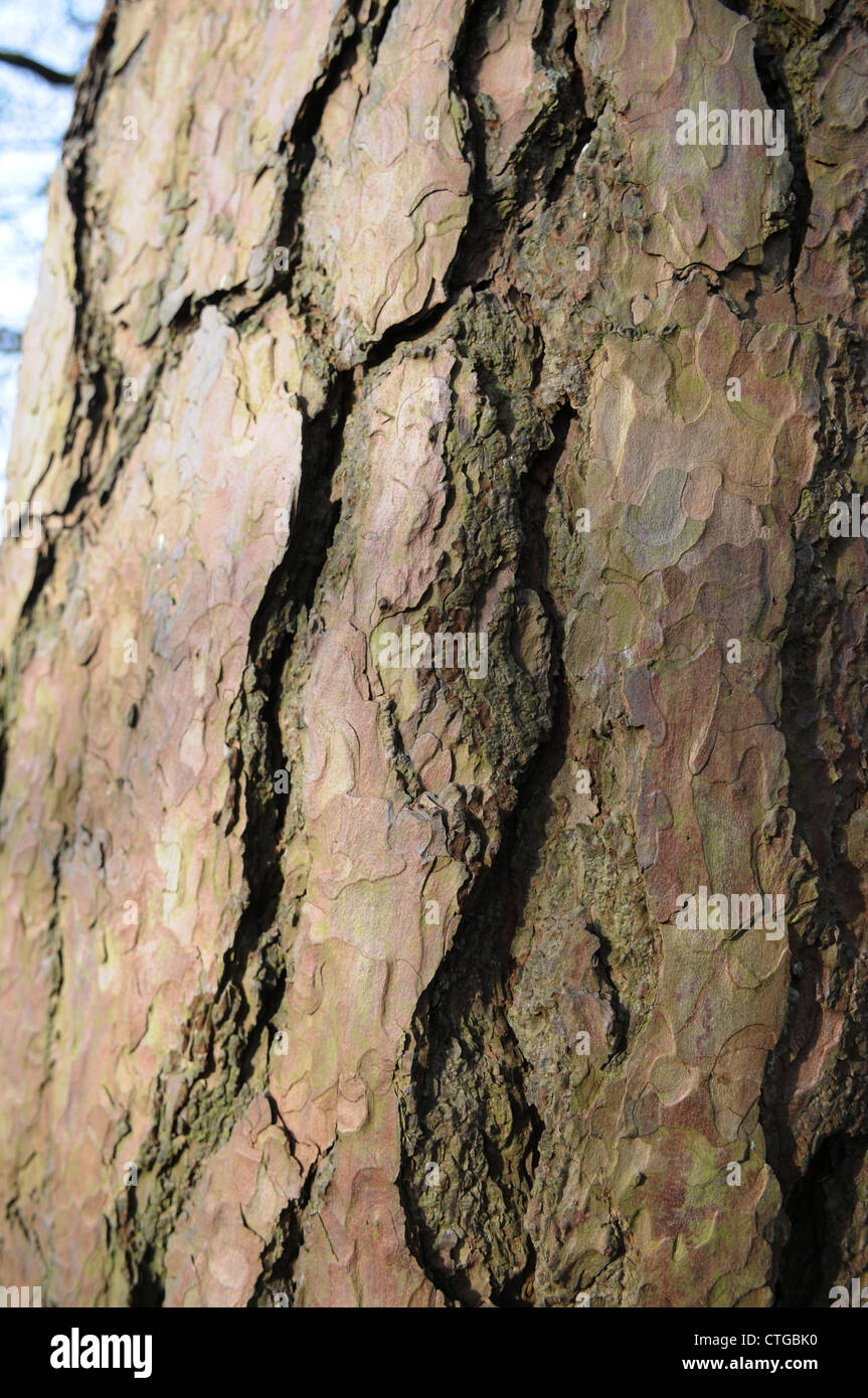 Rinde einer Lärche Baum, Rathkenny, County Meath Ireland Stockfoto